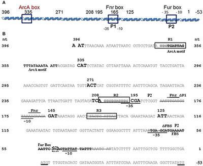 The feoABC Locus of Yersinia pestis Likely Has Two Promoters Causing Unique Iron Regulation